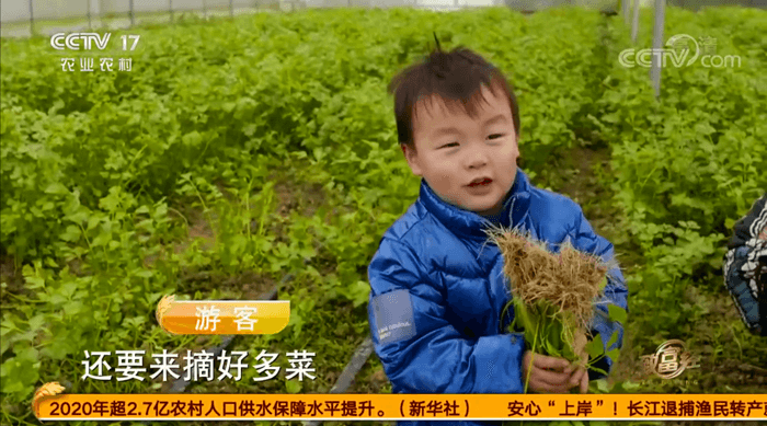 万山“菜姐”的花样种菜致富经