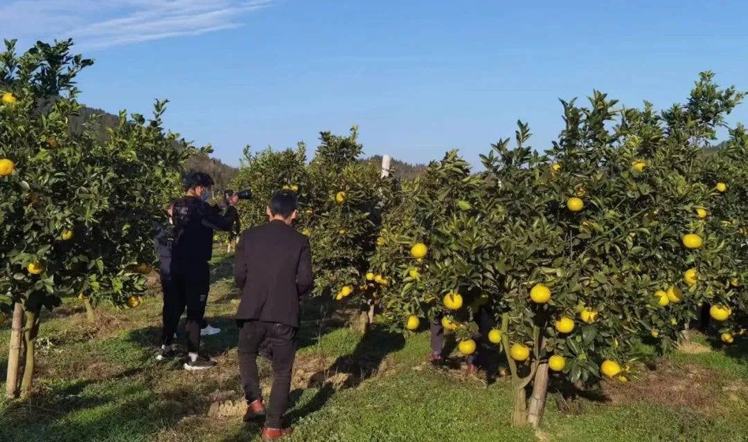 【基层动态】松桃县妇联助农直播“柚”滋“柚”味