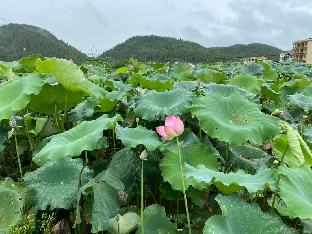 【美丽家园·美丽庭院】玉屏县：新店镇沙水坪村